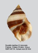 Nucella lapillus (f) bizonalis